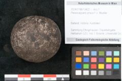Foto (Objekt + Etikett) von Plesiocapparis prisca F.V. Mueller (NHMW-GEO-2024-0188-10422)